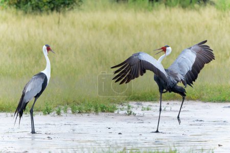 Photo for Wattled Crane courtship dance. These wattled crane (Grus carunculata), a threatened monogamous species of crane, where where making a courtship dance in the Okavango Delta in Botswana - Royalty Free Image