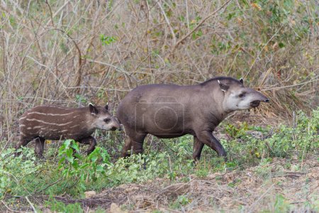 Mutter Tapir und ihr süßes gestreiftes Kalb. Diese südamerikanischen Tapire (Tapirus terrestris), die auch als brasilianischer Tapir bezeichnet werden, suchen im nördlichen Pantanal in Brasilien nach Früchten.