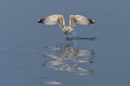 Photo for Caspian Gull (Larus cachinnans) fflying around the boat trying to catch a fish in the Oder Delta in Poland - Royalty Free Image