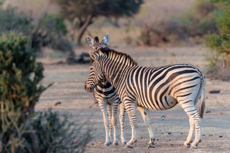Zebra. Plains-Zebra (Equus quagga, ehemals Equus burchellii), auch bekannt als gemeines Zebra, das im Mashatu-Wildreservat im Tuli-Block in Botsuana herumläuft
