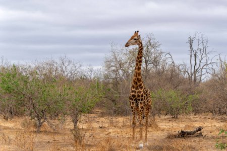 Giraffe . Südafrikanische Giraffe oder Kap-Giraffe (Giraffa giraffa oder Camelopardalis giraffa), die im Mashatu Wildreservat im Tuli Block in Botswana herumhängt