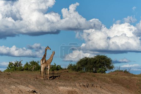Foto de Jirafa. Jirafa sudafricana o jirafa del Cabo (jirafa de jirafa o jirafa camelopardalis) merodeando en la reserva de caza de Mashatu en el Bloque Tuli en Botswana - Imagen libre de derechos