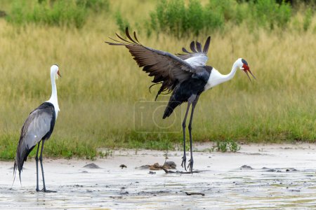 Wattled Crane courtship dance. These wattled crane (Grus carunculata), a threatened monogamous species of crane, where where making a courtship dance in the Okavango Delta in Botswana                               