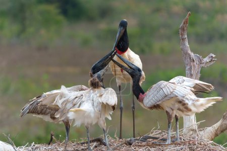 Der Jabiru (Jabiru-Mykterien) ist ein großer Storch mit einem großen Nest. Die Jungen konnten bereits fliegen, kamen aber immer wieder zum Nest, um sich in den Pantanal-Feuchtgebieten in Brasilien mit Fischen zu füttern.