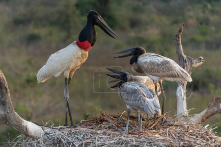 The jabiru (Jabiru mycteria) ia a big stork with a big nest. The young could already fly, but kept coming to the nest to be fed with fish in the Pantanal wetlands in Brazil.