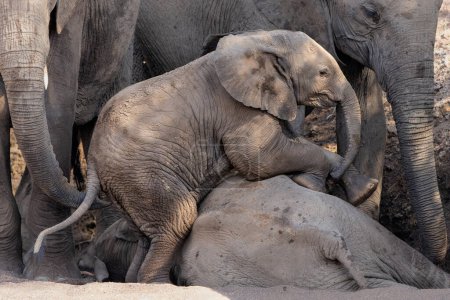 Elefantenbaby spielt und verbringt Zeit im Mashatu Wildreservat im Tuli Block in Botswana