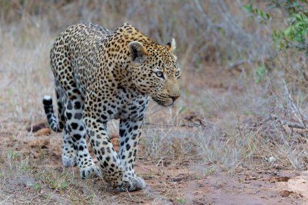 Leopard male walking around the Sand River in Sabi Sands Game Reserve in the Greater Kruger Region in South Africa                              