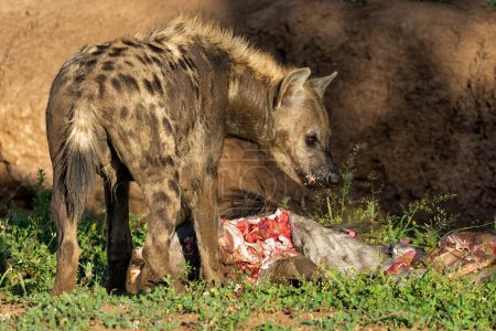 Photo for Spotted Hyena (Crocuta crocuta) eating from the carcass of a wildebeest in Mashatu Game Reserve in the Tuli Block in Botswana - Royalty Free Image