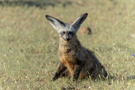 Photo for Bat eared fox (Otocyon megalotis) adult hanging around the den in Mashatu Game Reserve in the Tuli Block in Botswana - Royalty Free Image
