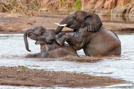  Elefantenbullen beim Spielen und Baden in einem Fluss im Mashatu Game Reserve im Tuli Block in Botswana.