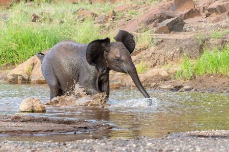 Foto de Toro elefante enojado saliendo de un río después de tomar un baño y muestra un comportamiento dominante en la reserva de caza de Mashatu en el bloque Tuli en Botswana. - Imagen libre de derechos