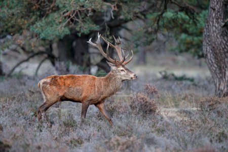 Photo for Red deer (Cervus elaphus) stag showing dominant behaviour in the rutting season on a heath field in the forest of National Park Hoge Veluwe in the Netherlands - Royalty Free Image