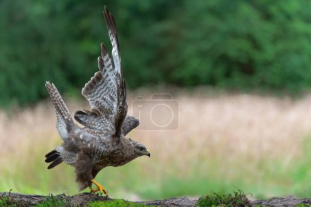 Common Buzzard (Buteo buteo) searching for food in the forest of Noord Brabant in the Netherlands.