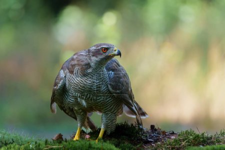 Photo for Northern goshawk (accipiter gentilis) protecting his food in the forest of Noord Brabant in the Netherlands - Royalty Free Image