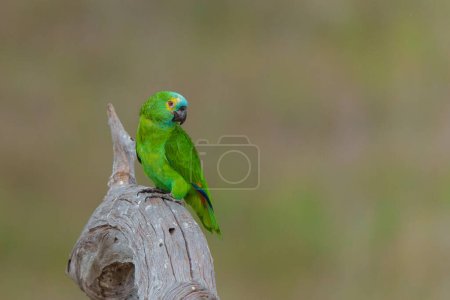 The turquoise-fronted amazon (Amazona aestiva), also called turquoise-fronted parrot, blue-fronted amazon or blue-fronted parrot sitting on a branch in the North Pantanal, Mato Grosso, Brazil