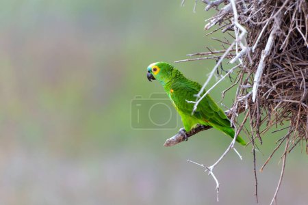L'Amazone à face turquoise (Amazona aestiva), également appelée perroquet à face turquoise, Amazone à face bleue ou perroquet à face bleue assis sur une branche du Pantanal Nord, Mato Grosso, Brésil