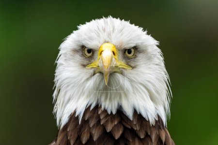 Retrato de un águila calva o águila americana (Haliaeetus leucocephalus) en los Países Bajos