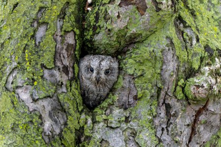 Eurasian scops owl (Otus scops) sitting in a hole in a tree in Gelderland in the Netherlands