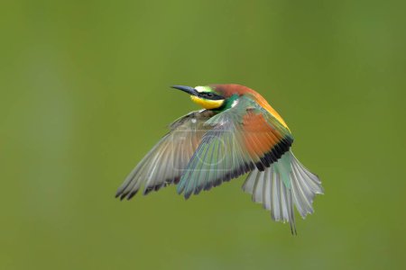 European bee-eater (Merops apiaster) in flight in Gelderland in the Netherlands.