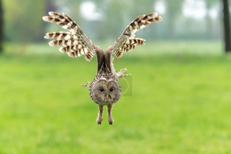 Ural owl (Strix uralensis) flying in the meadow in Gelderland in the Netherlands