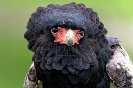 Portrait of a Bateleur Eagle (Terathopius ecaudatus) in Gelderland in the Netherlands