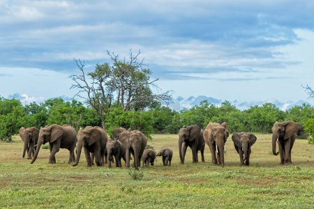  Manada de elefantes caminando en la reserva de caza de Mashatu en el bloque Tuli en Botswana