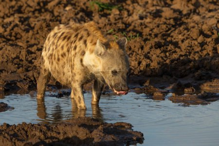 Photo for Spotted Hyena (Crocuta crocuta) drinking from a small pool in the warm light of the late afternoon in Mashatu Game Reserve in the Tuli Block in Botswana - Royalty Free Image