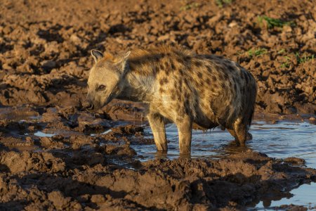 Photo for Spotted Hyena (Crocuta crocuta) drinking from a small pool in the warm light of the late afternoon in Mashatu Game Reserve in the Tuli Block in Botswana - Royalty Free Image