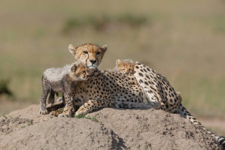 Photo for Cheetah (Acinonyx jubatus) with her cubs resting on a termite mound in the Masai Mara Game Reserve in Kenya - Royalty Free Image