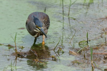 Green-backed Heron or Striated Heron (Butorides striata) catching a fish in Lake Panic, Kruger National Park, South Africa