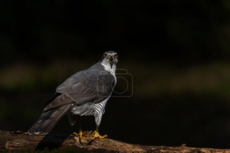 Northern goshawk (accipiter gentilis) searching for food in the forest of Noord Brabant in the Netherlands with a black background       