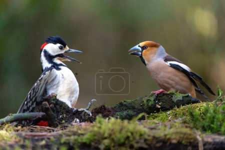 Hawfinch (Coccothraustes coccothraustes) male meeting a Great spotted woodpecker (Dendrocopos major) in the forest of Noord Brabant in the Netherlands.