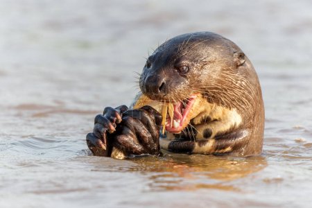 Foto de Otter gigante del río (Pteronura brasiliensis) comiendo un pez en el río Cuiaba en Porto Jofre, Matto Grosso, Pantanal del Norte, Brasil, América del Sur - Imagen libre de derechos