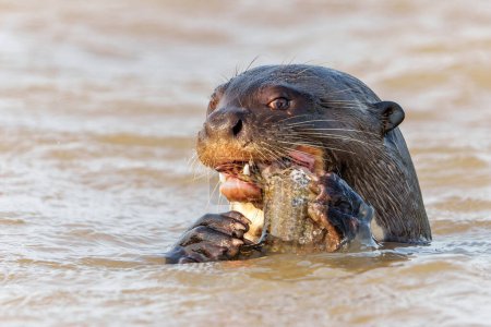 Photo for Giant River Otter (Pteronura brasiliensis) eating a fish at the Cuiaba River in Porto Jofre, Matto Grosso, Northern Pantanal, Brazil, South America - Royalty Free Image