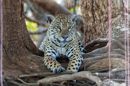 Jaguar (Panthera onca) en la orilla del río en un canal del río Cuiaba en el Pantanal Norte en Mata Grosso en Brasil