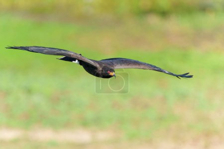 Foto de Cometa de caracol (Rostrhamus sociabilis) macho volando en el Pantanal Norte, Mato Grosso, Brasil - Imagen libre de derechos