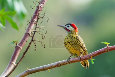 Photo for Green-barred woodpecker or green-barred flicker (Colaptes melanochloros) sitting on a branch in the Northern Pantanal, Mato Grosso, Brazil - Royalty Free Image