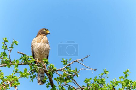 Le faucon rupornis magnirostris (Rupornis magnirostris) est un oiseau de proie relativement petit assis au sommet d'un arbre dans le nord du Pantanal, Mato Grosso, Brésil.