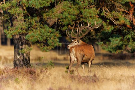 Photo for Red deer (Cervus elaphus) stag trying to impress the females in the rutting season in the forest of National Park Hoge Veluwe in the Netherlands - Royalty Free Image