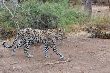 Leopardo (Panthera Pardus). Joven leopardo macho tratando de robar comida de su madre en la Reserva de Caza Mashatu en el Bloque Tuli en Botswana
