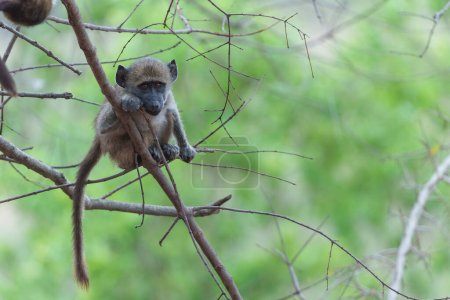 Joven babuino merodeando y jugando en el Parque Nacional Kruger en Sudáfrica