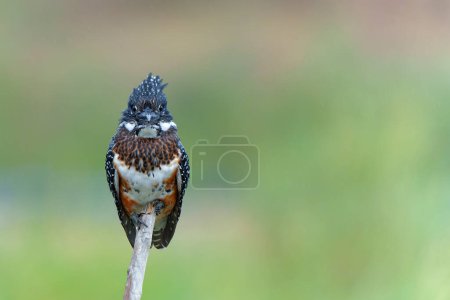 Giant Kingfisher (Megaceryle maxima) sitting before fishing in the Olifants river in Kruger National Park in South Africa
