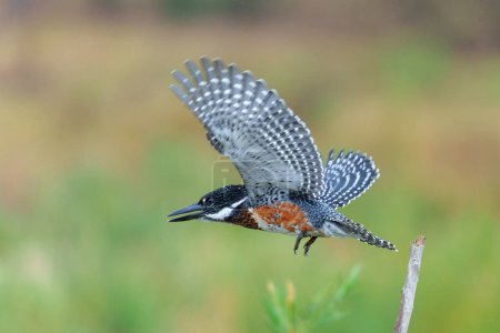 Giant Kingfisher (Megaceryle maxima) flying while fishing in the Olifants river in Kruger Natioanl Park South Africa
