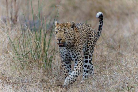   Leopard male walking around the Sand River in Sabi Sands Game Reserve in the Greater Kruger Region in South Africa                             