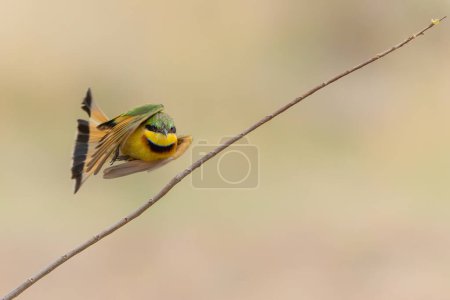  Little bee-eater (merops pusillus) flying in Kruger national park in South Africa                              