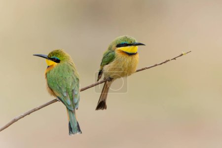 Little bee-eater (merops pusillus) sitting on a branch in Kruger national park in South Africa