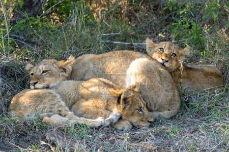 Lion cubs resting together after a big meal in the bush of Sabi Sands Game Reserve in South Africa