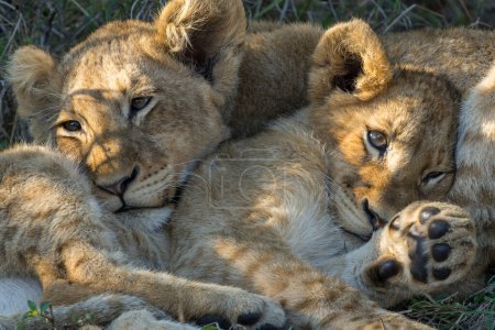 Lion cubs resting together after a big meal in the bush of Sabi Sands Game Reserve in South Africa