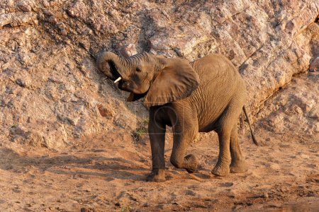 Elefante toro caminando en el Parque Nacional Kruger en Sudáfrica
