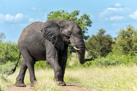 Téléchargez les photos : Taureau éléphant marchant dans le parc national Kruger en Afrique du Sud - en image libre de droit
